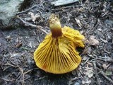 Phylloporus pelletieri image
