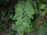 Phyllosticta polygonati image