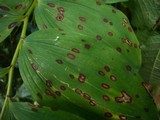 Phyllosticta polygonati image