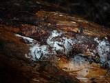 Piloderma byssinum image