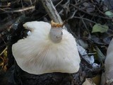 Pleurotus dryinus image