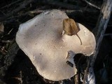 Pleurotus dryinus image