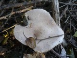 Pleurotus dryinus image