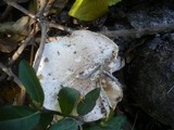 Pleurotus dryinus image