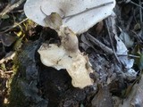 Pleurotus dryinus image