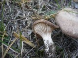 Pleurotus eryngii image