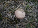 Pleurotus eryngii image
