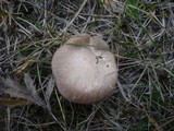 Pleurotus eryngii image