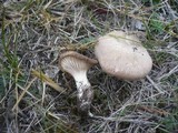 Pleurotus eryngii image