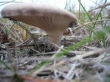 Pleurotus eryngii image