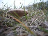 Pleurotus eryngii image