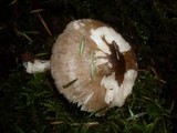 Pluteus atromarginatus image