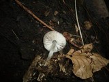 Pluteus nanus image