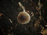 Pluteus nanus image