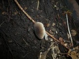Pluteus nanus image