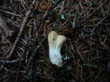 Trichoderma alutaceum image