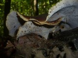 Royoporus badius image