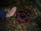 Royoporus badius image