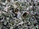 Parmotrema perlatum image