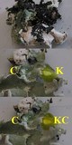 Parmotrema perlatum image