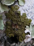 Melanelixia subaurifera image