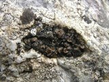 Catapyrenium boccanum image