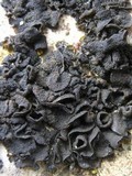 Collema fuscovirens image