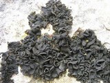 Collema fuscovirens image