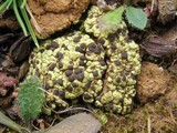 Acarospora schleicheri image
