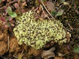 Acarospora schleicheri image