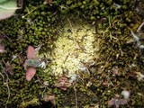 Acarospora schleicheri image
