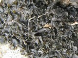 Blennothallia crispa image