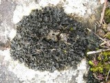 Blennothallia crispa image