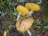 Suillus umbonatus image