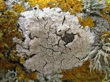 Diploicia canescens image