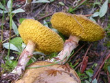Suillus umbonatus image