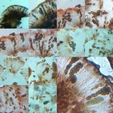 Diplotomma venustum image
