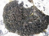 Lathagrium cristatum image