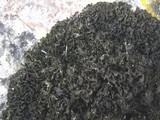 Lathagrium cristatum image