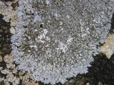 Physcia caesia image