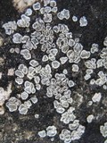 Aspicilia contorta image