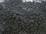 Placynthium nigrum image