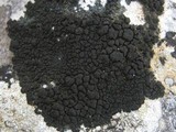 Placynthium nigrum image
