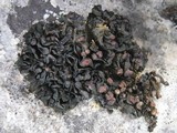 Collema polycarpon image