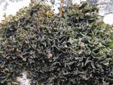 Lathagrium cristatum image