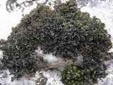 Lathagrium cristatum image