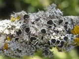 Physcia leptalea image