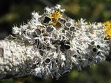 Physcia leptalea image