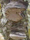 Phellinus pomaceus image