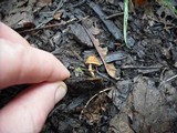 Conocybe rugosa image